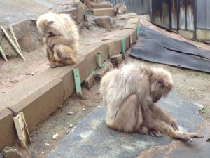 20160405カエデとエース微妙な距離(2)