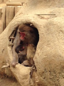 20160528ユウヒと赤ちゃん2日目(1)