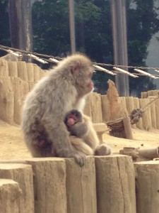 20160528ユウヒと赤ちゃん2日目(2)