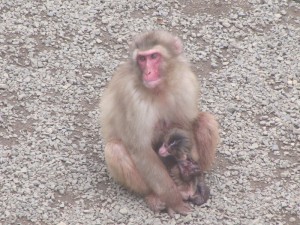 20160607ホオベニ出産(1)