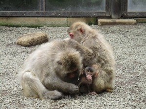 20160609コユキとユウヒと赤ちゃん(1)