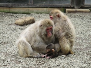 20160609コユキとユウヒと赤ちゃん(2)