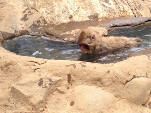 20160626ロッキーの水遊び