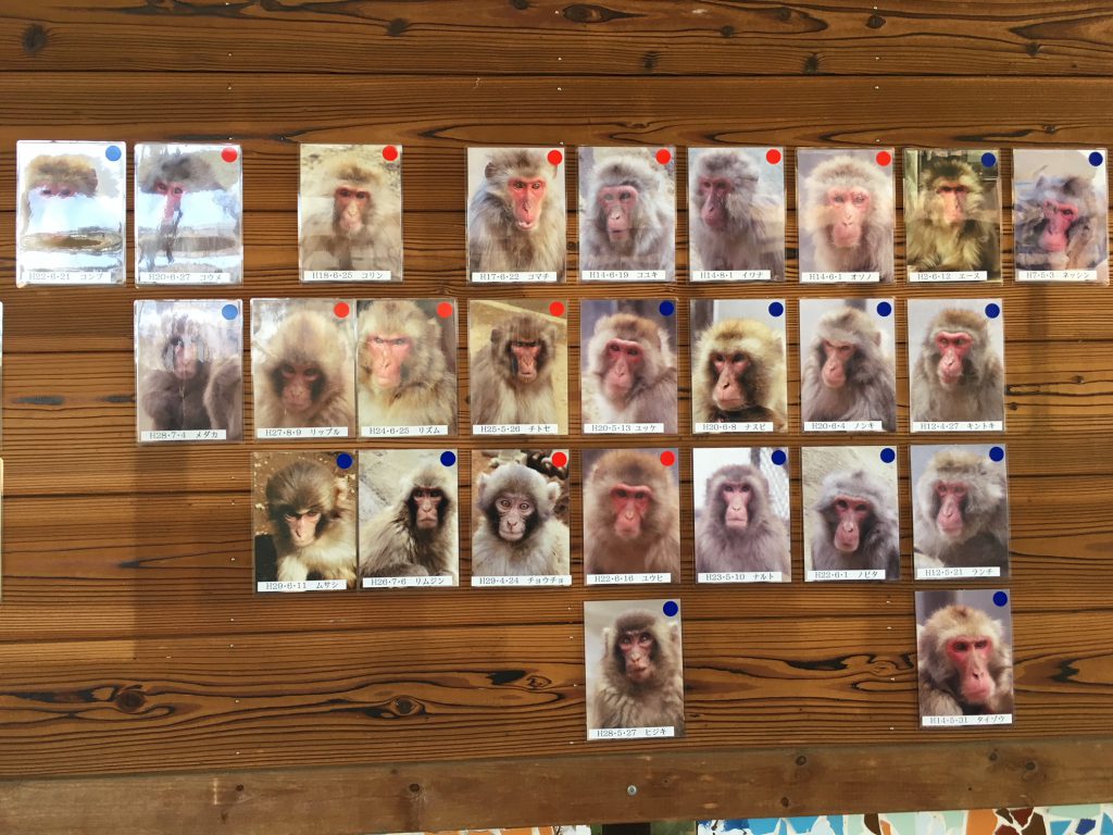 高尾山さる園ブログ | かわいいサル達の日常をお届けします。 - Part 45