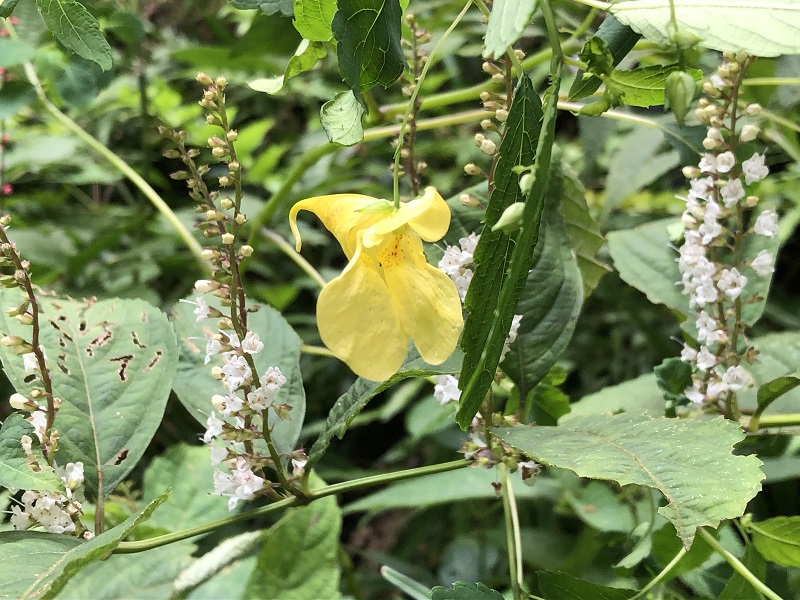 秋の野草が咲いています(２)