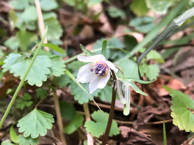 セツブンソウが咲きました