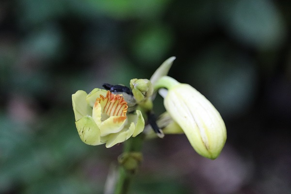 カンゼキランが開花しはじめました。