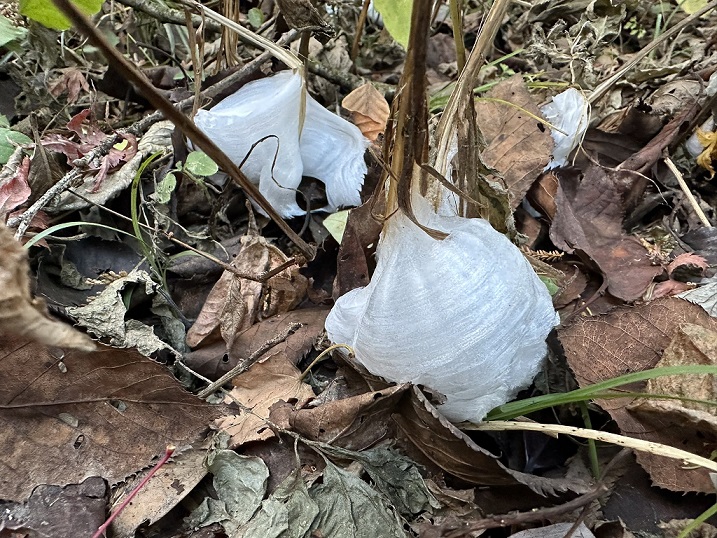 氷の花、シモバシラ