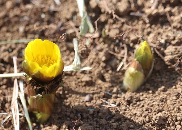 福寿草、間もなく開花！