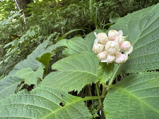 ギンバイソウが間もなく開花します