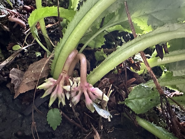 イワタバコの蕾