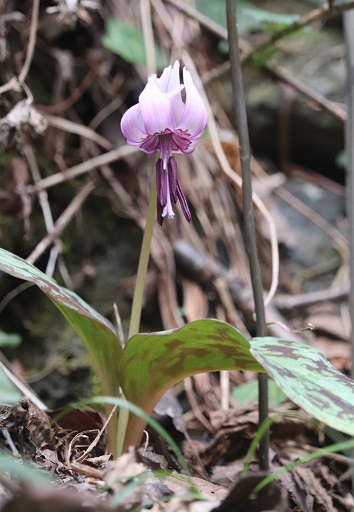 カタクリが開花しました。