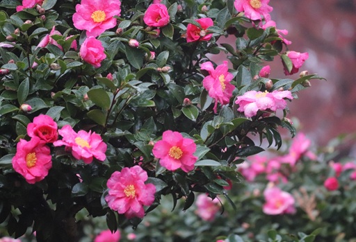 サザンカが見頃です。