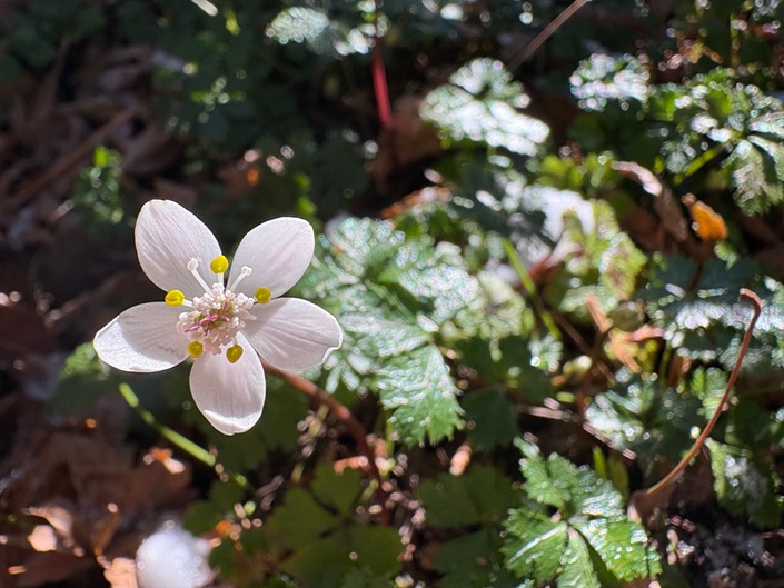 バイカオウレンが一輪咲きました！