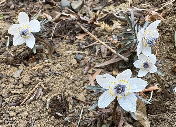 セツブンソウが咲き始めました。