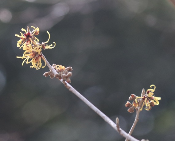 マンサクが咲き始めました