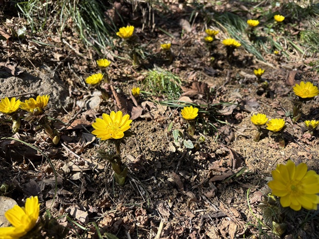 フクジュソウ（福寿草）が咲き始めました