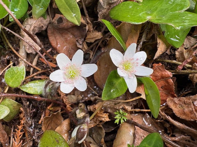 雪割草が咲き始めました
