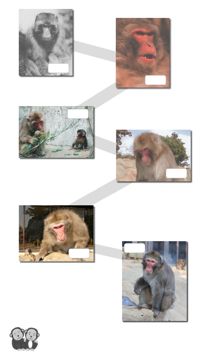 歴代のボス猿の写真