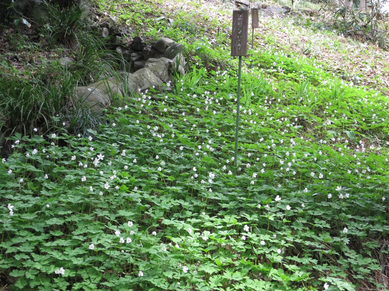 春の野草が見ごろを迎えています