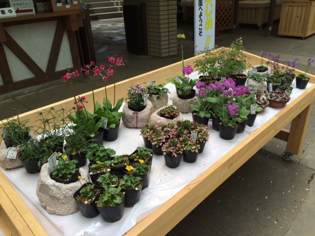 春の野草を入荷・販売いたしました