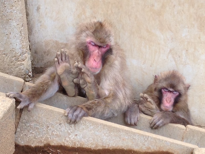 かわいい動物とふれあえまーす。