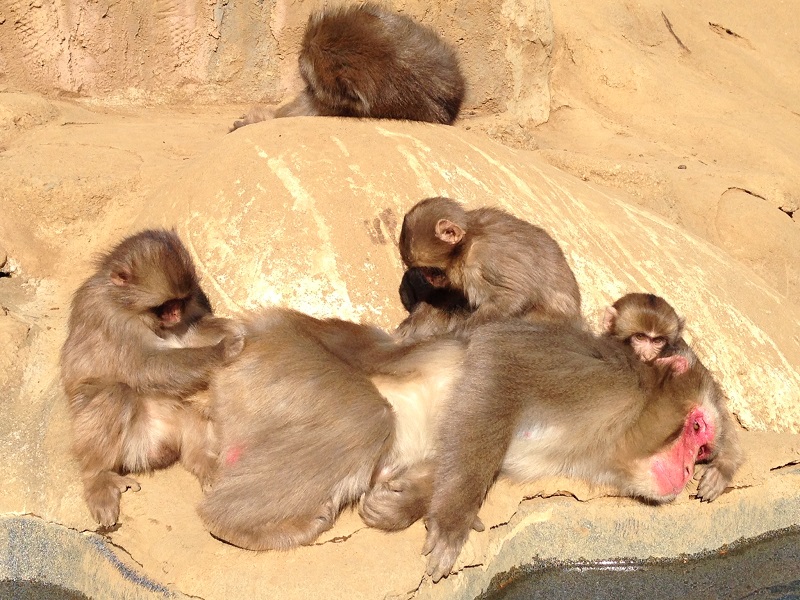 さる園・野草園　年末年始の営業について
