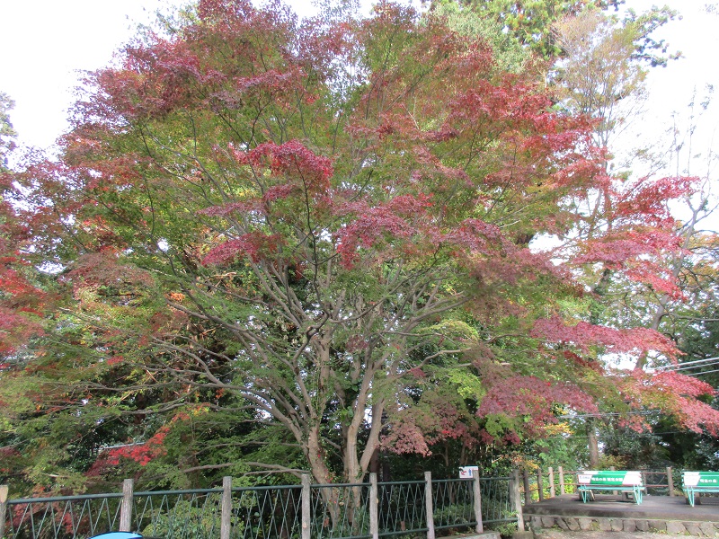 さる園紅葉情報