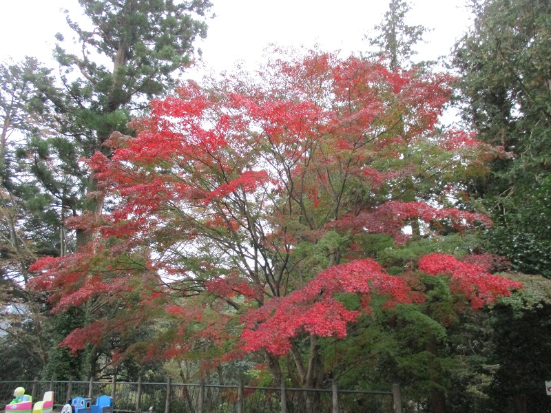さる園紅葉情報