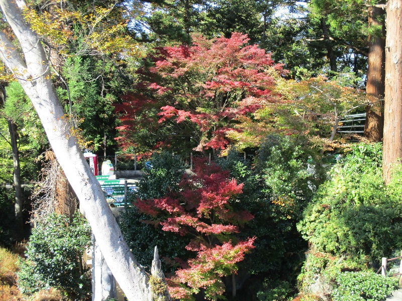 さる園紅葉情報