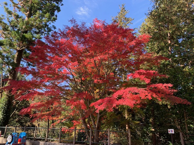 さる園紅葉情報