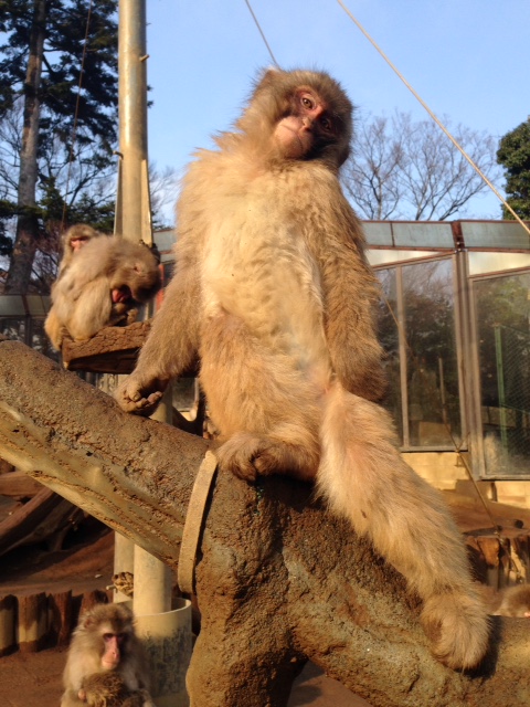 さる園・野草園　2月休園日のお知らせ