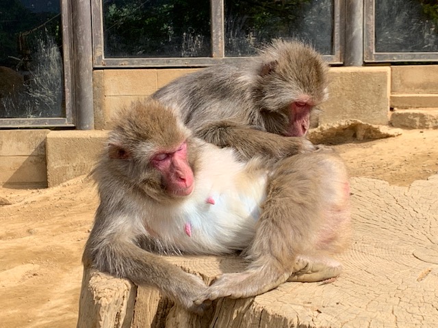 さる園・野草園　2月休園日のお知らせ