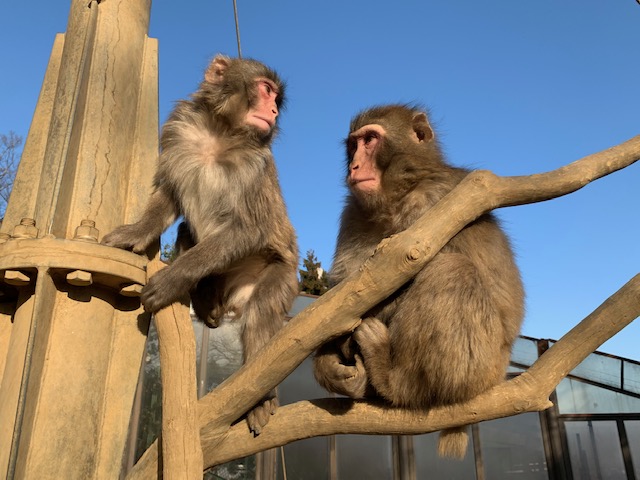 さる園・野草園　開園時間変更のお知らせ