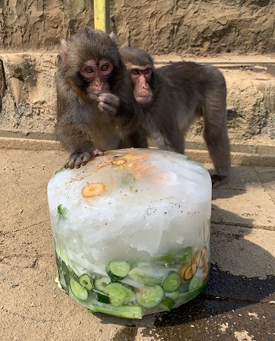 氷のおやつプレゼント!