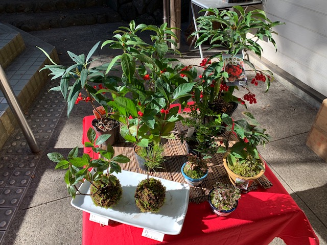 お正月の野草揃いました