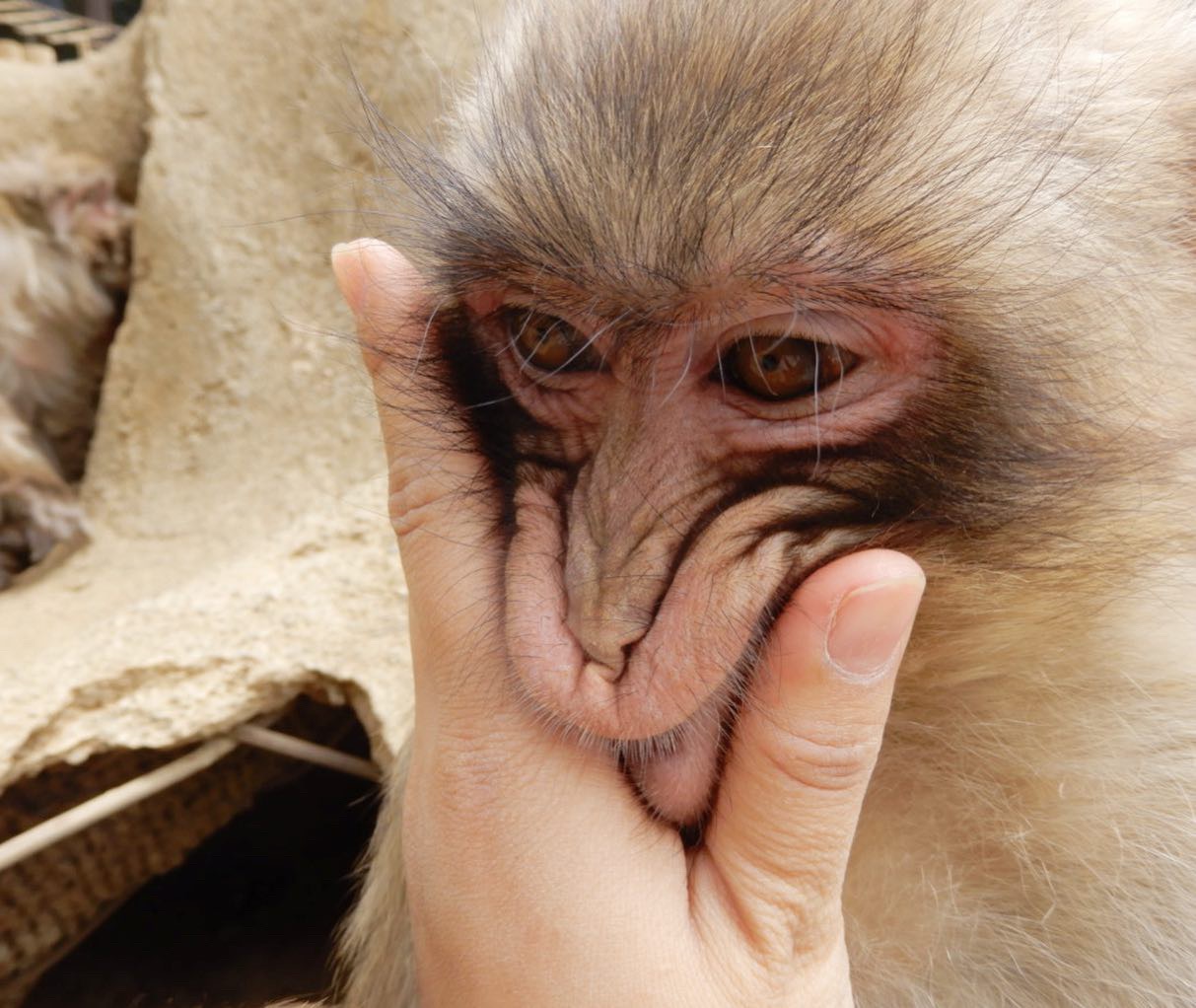 おさるさんのお顔 | 高尾山さる園ブログ