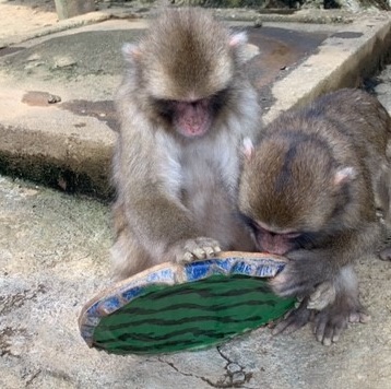 高尾山さる園ブログ かわいいサル達の日常をお届けします Part 15 高尾山さる園ブログ かわいいサル達の日常をお届けします Part 15