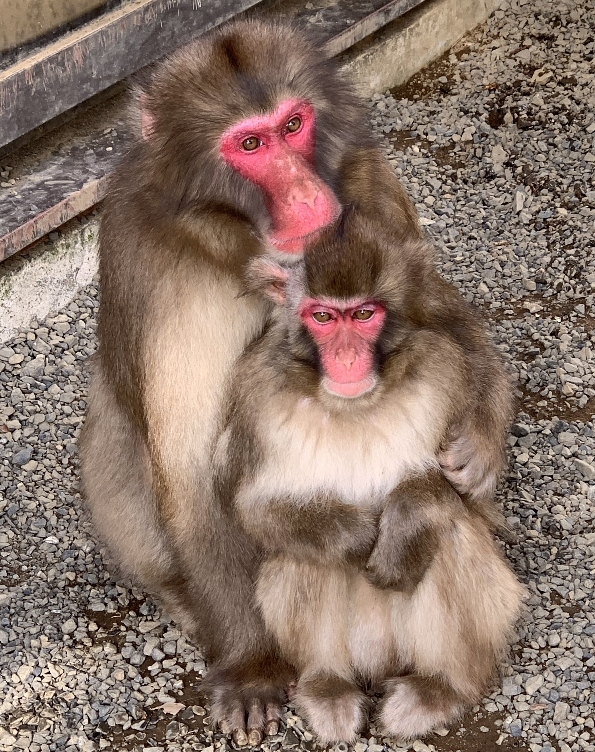 高尾山さる園ブログ かわいいサル達の日常をお届けします Part 9 高尾山さる園ブログ かわいいサル達の日常をお届けします Part 9