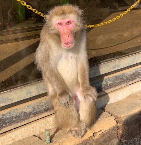高尾山さる園ブログ かわいいサル達の日常をお届けします Part 9 高尾山さる園ブログ かわいいサル達の日常をお届けします Part 9