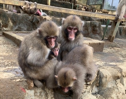 高尾山さる園ブログ かわいいサル達の日常をお届けします