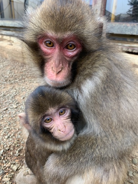 高尾山さる園ブログ かわいいサル達の日常をお届けします