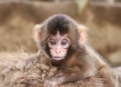 高尾山さる園ブログ かわいいサル達の日常をお届けします