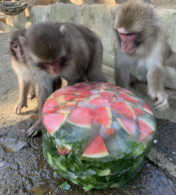 高尾山さる園ブログ かわいいサル達の日常をお届けします